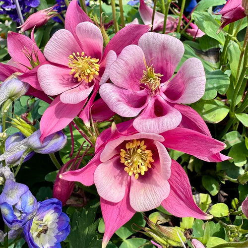 Columbine Seeds - Pink Bicolor