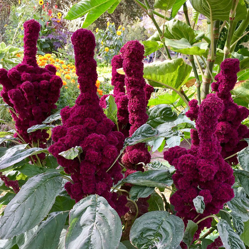 Amaranthus Seeds - Crested Magenta