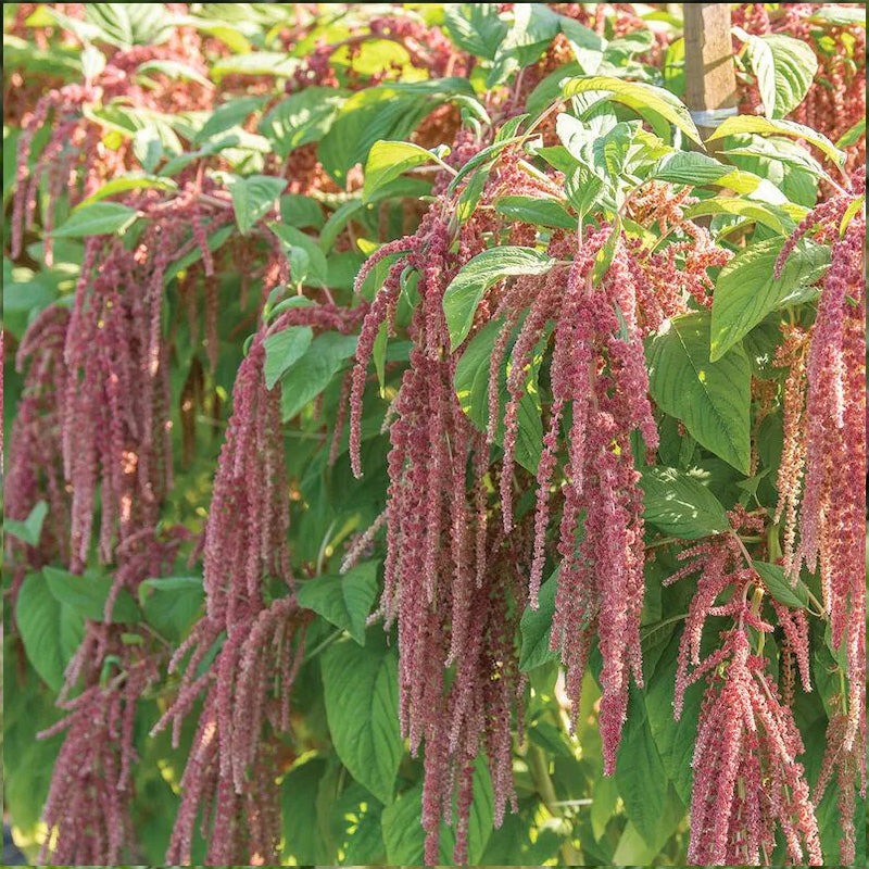 Amaranthus Seeds - Coral Cascade
