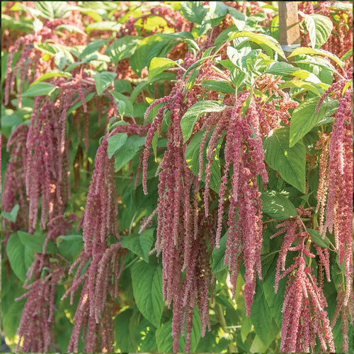 Amaranthus Seeds - Coral Cascade
