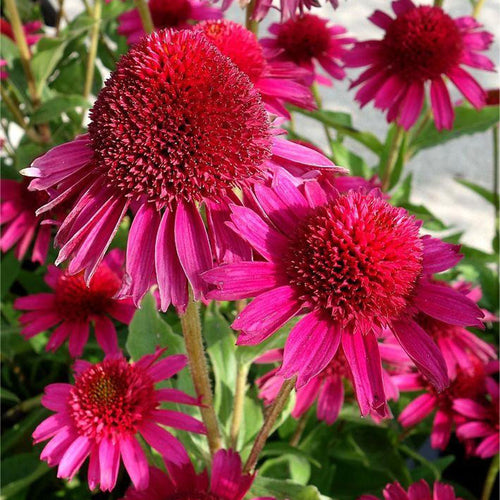 Coneflower Seeds - Pink & Copper Green Crown