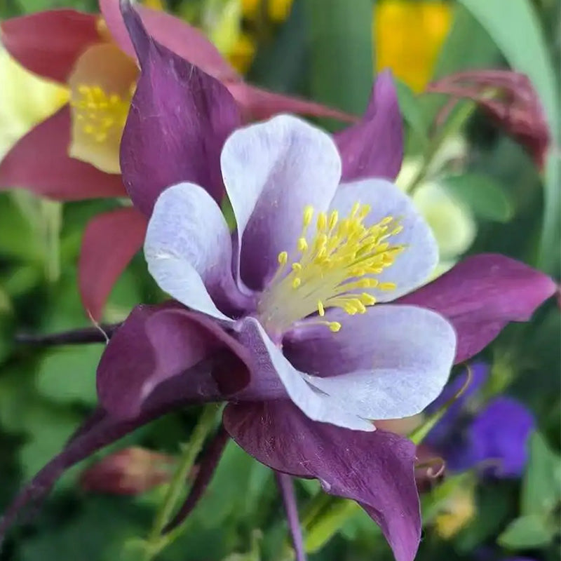 Columbine Seeds - Purple & White