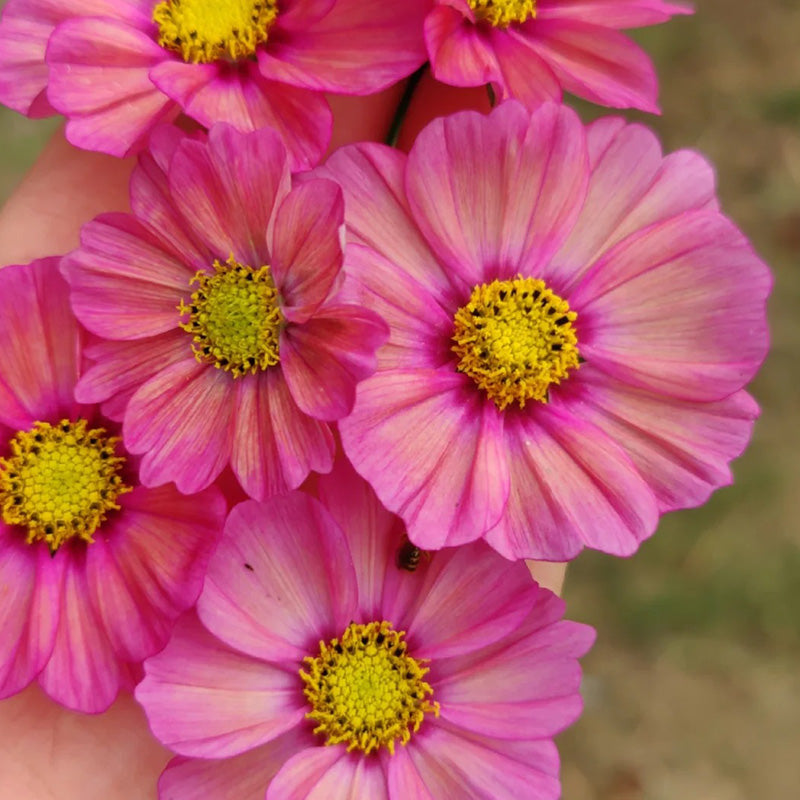 Cosmos Seeds - Bicolor Pink.