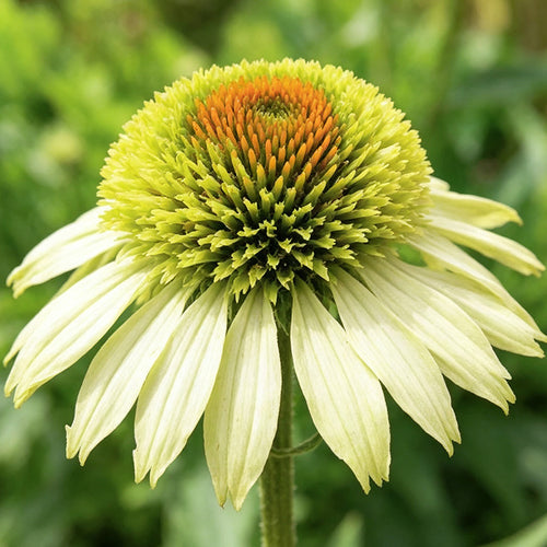 Coneflower Seeds - Double White Green
