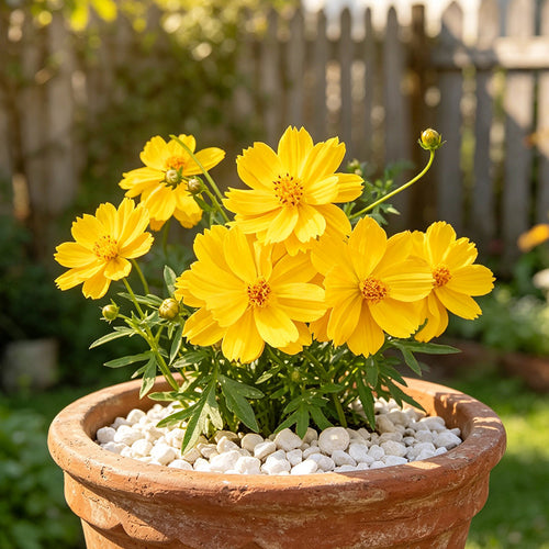Coreopsis Seeds - Golden Yellow