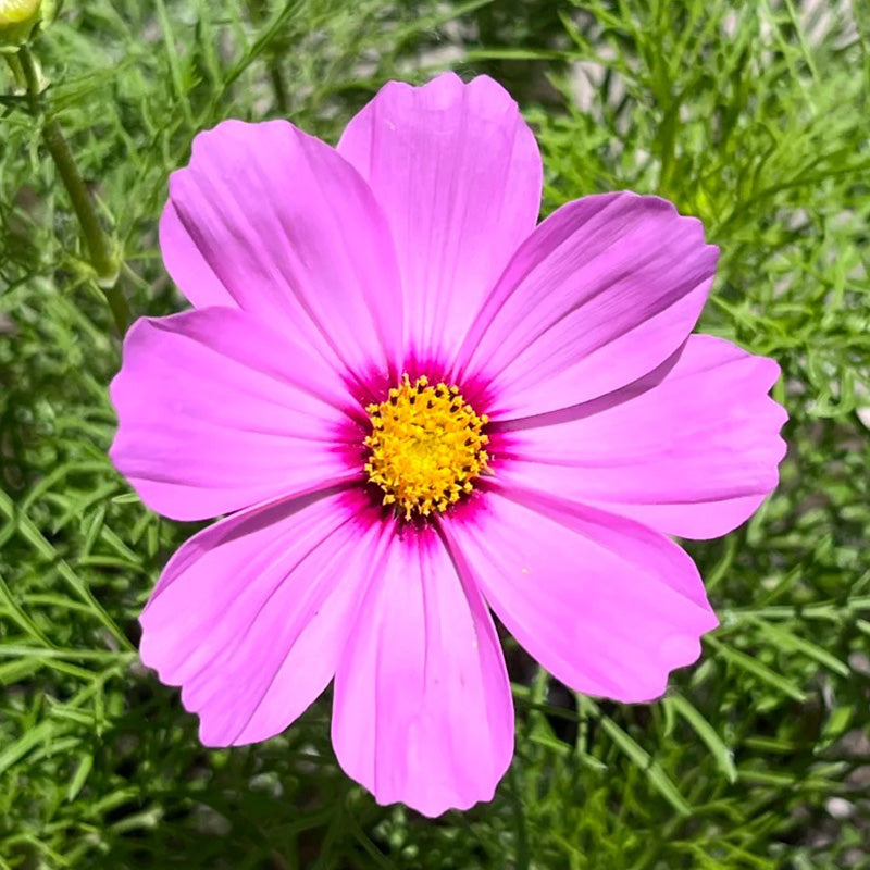 Cosmos Seeds - Magenta Dark Ring