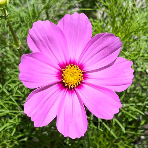 Cosmos Seeds - Magenta Dark Ring