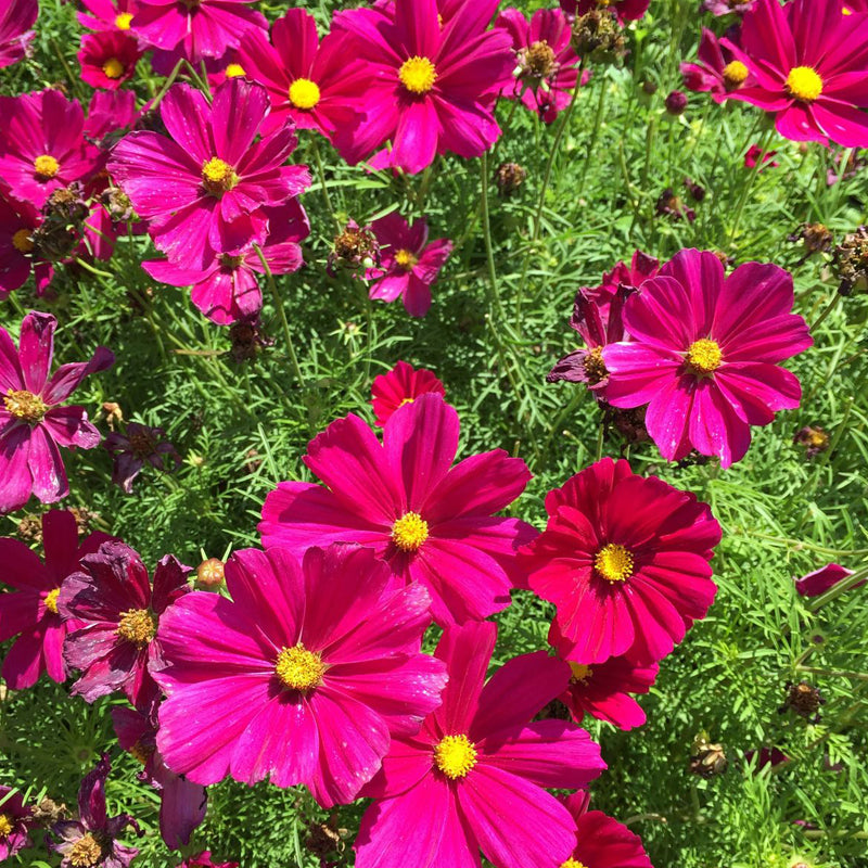 Cosmos Seeds - Magenta Pink