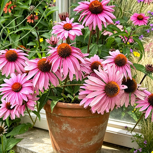 Coneflower Seeds - Classic Pink