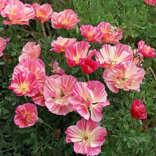 California Poppy Seeds - Ruffled Picotee