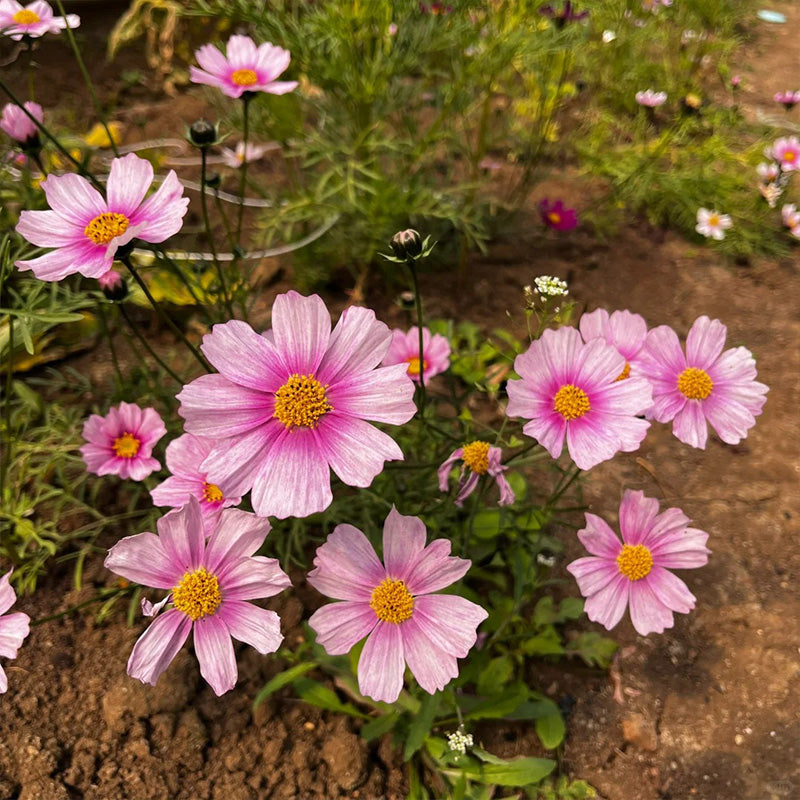 Cosmos Seeds - Watermark Pink