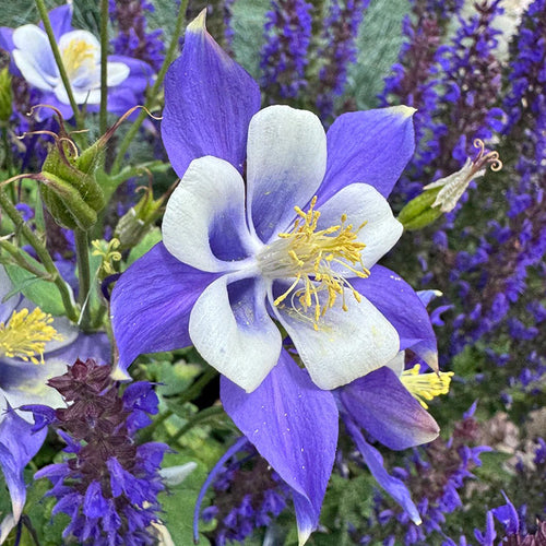 Columbine Seeds - Deep Blue