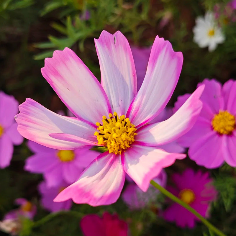 Cosmos Seeds - Pink Picotee