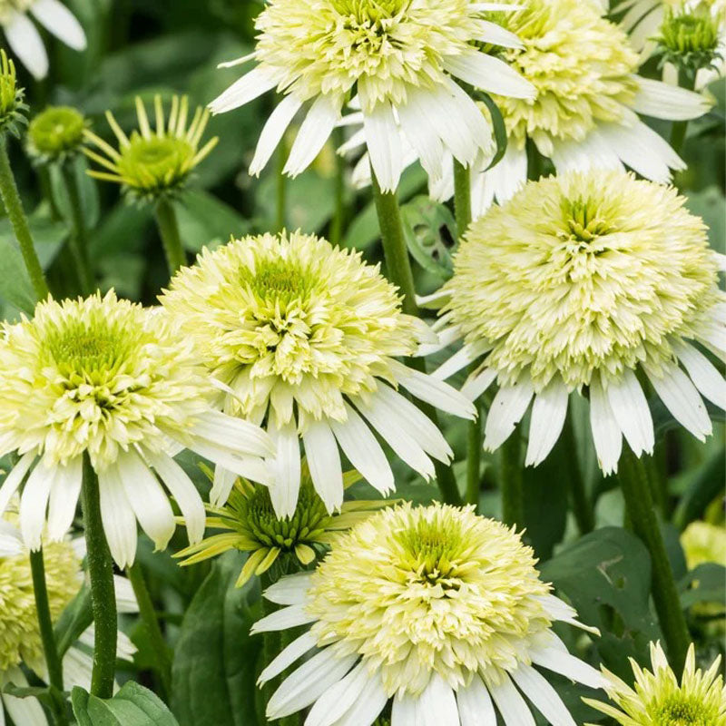 Coneflower Seeds - Double White Green