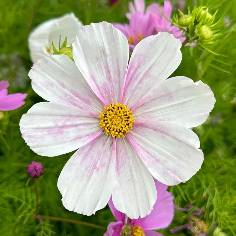 Cosmos Seeds - Soft Pink Ring