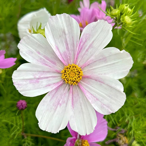 Cosmos Seeds - Soft Pink Ring