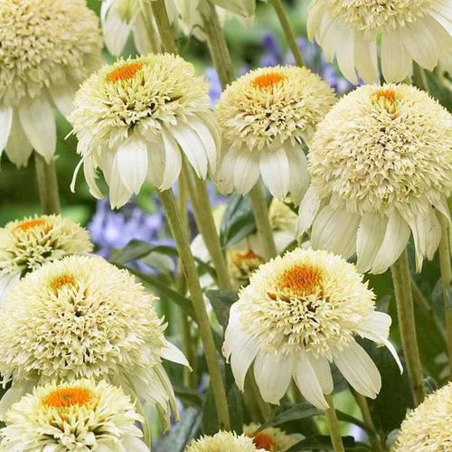 Coneflower Seeds - Cream & Orange Crown