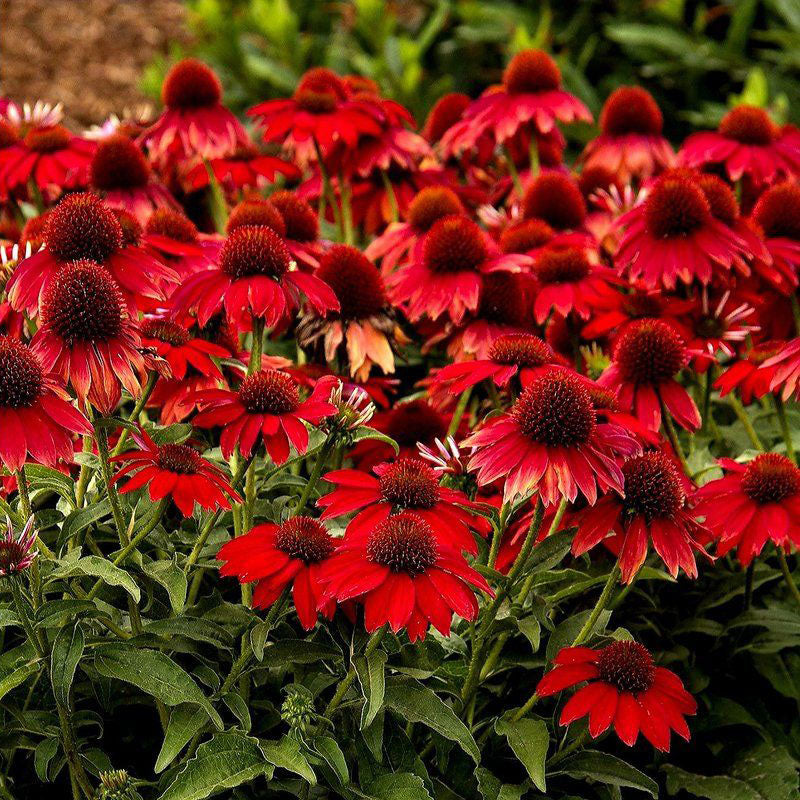 Coneflower Seeds - Deep Red