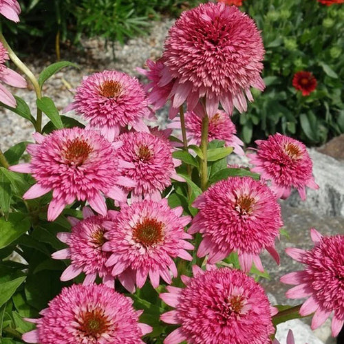 Coneflower Seeds - Double Pink