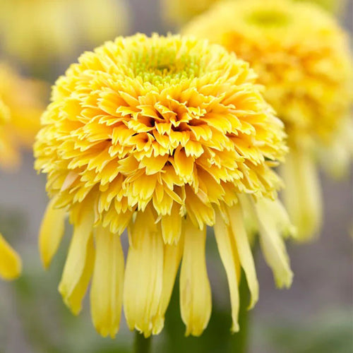 Coneflower Seeds - Double Yellow