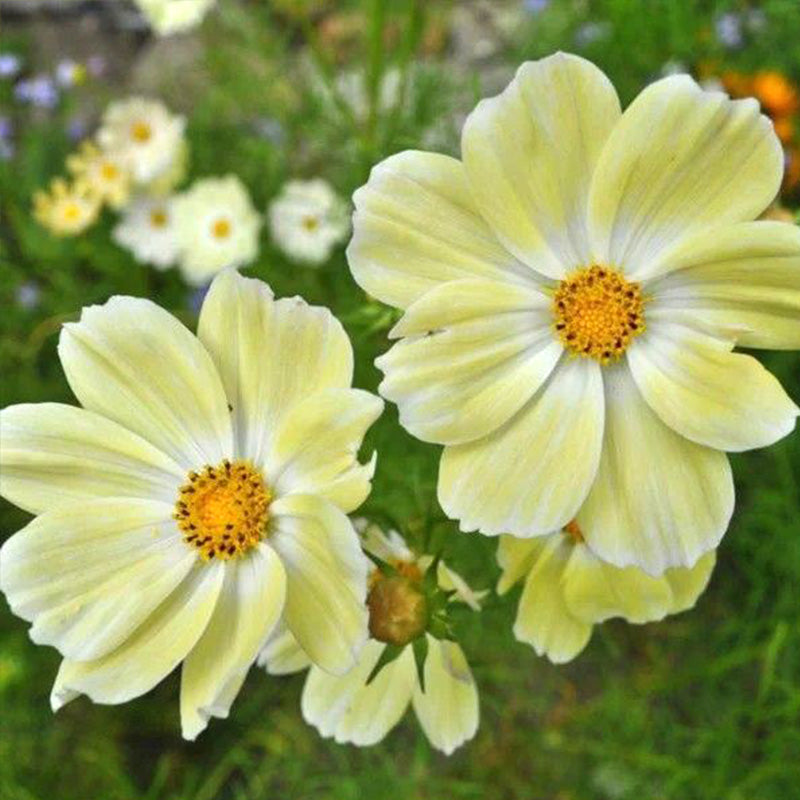 Cosmos Seeds - Pale Yellow