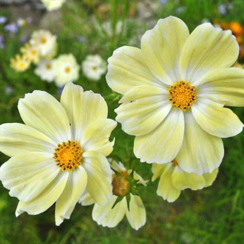 Cosmos Seeds - Pale Yellow