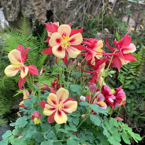 Columbine Seeds - Red & Yellow