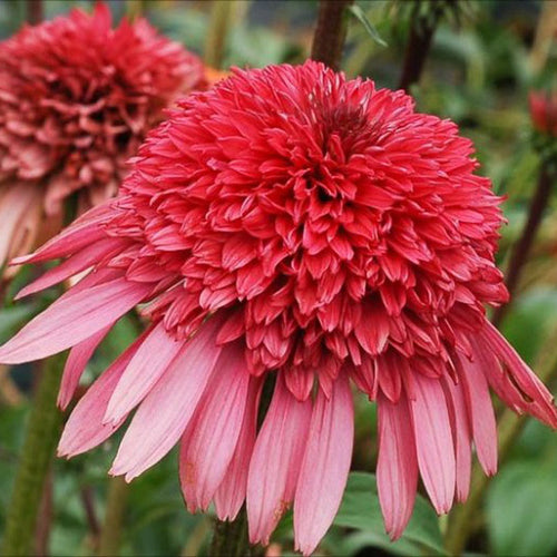 Coneflower Seeds - Pink & Copper Crown