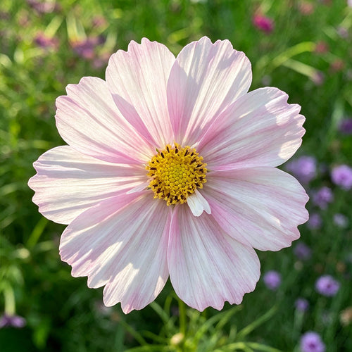 Cosmos Seeds - Striped Pink