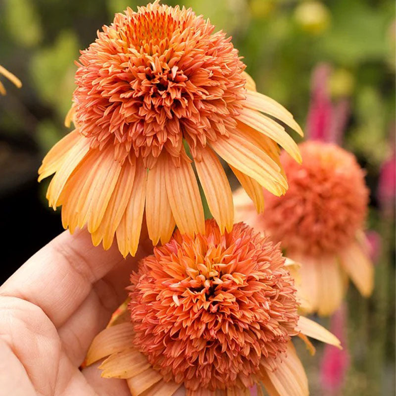 Coneflower Seeds - Double Peach