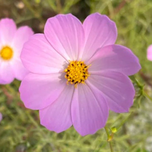 Cosmos Seeds - Light Pink