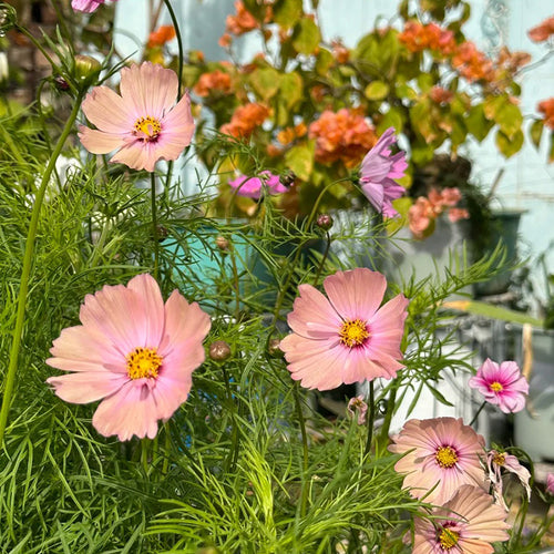 Cosmos Seeds - Pastel Pink