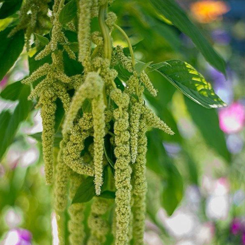 Amaranthus Seeds - Green Tails