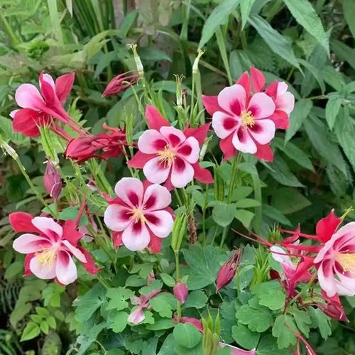 Columbine Seeds - Red & White Star