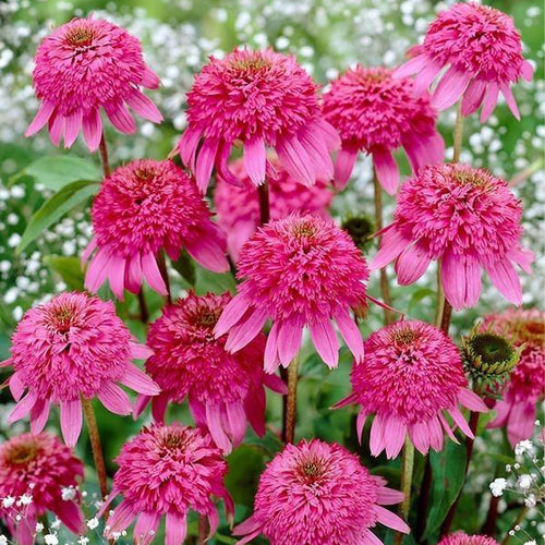 Coneflower Seeds - Double Pink