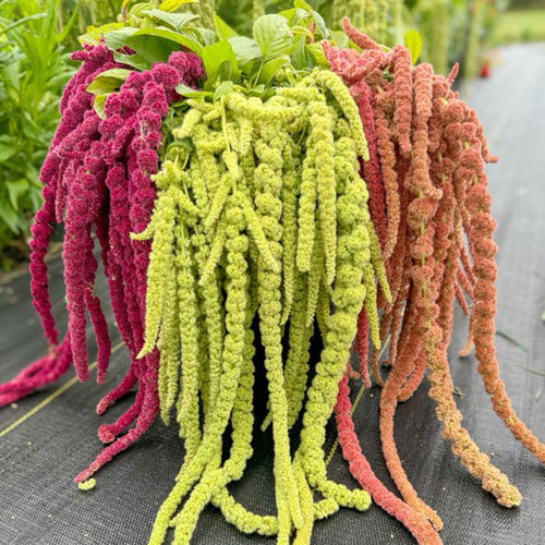 Amaranthus Seeds - Mixed Cascade