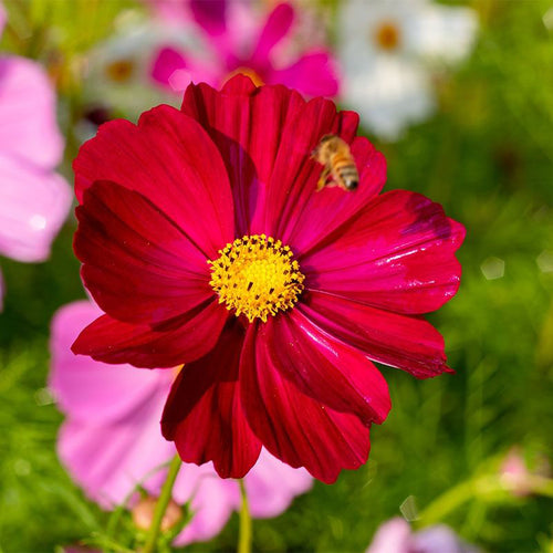 Cosmos Seeds - Deep Red