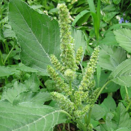 Amaranthus Seeds - Green Tails