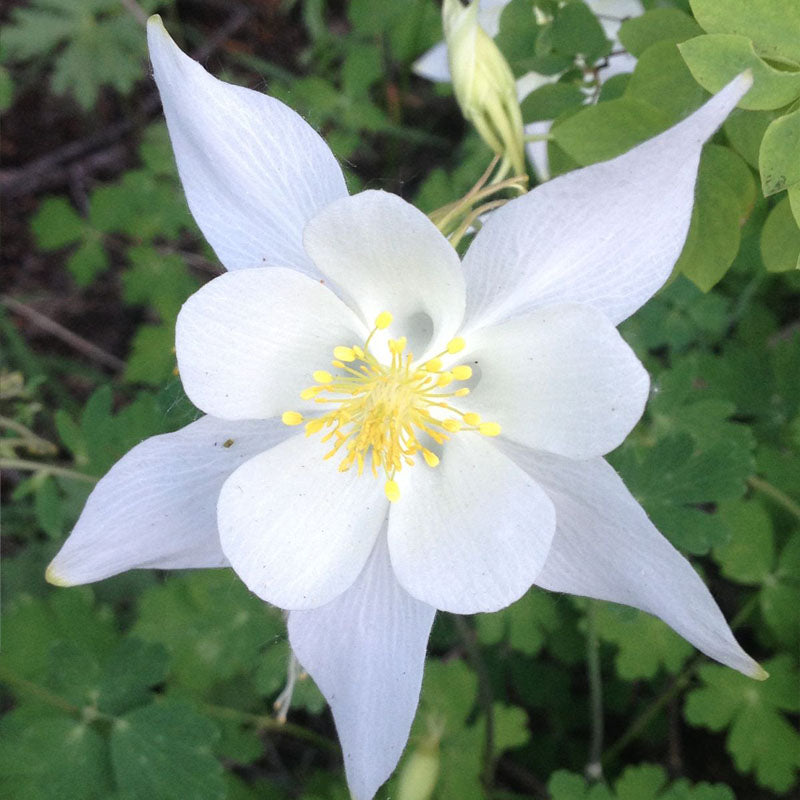 Columbine Seeds - Pure White