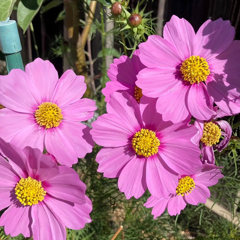 Cosmos Seeds - Magenta Dark Ring