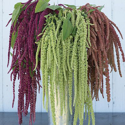 Amaranthus Seeds - Mixed Cascade