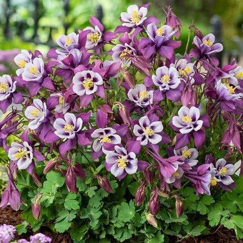 Columbine Seeds - Purple & White