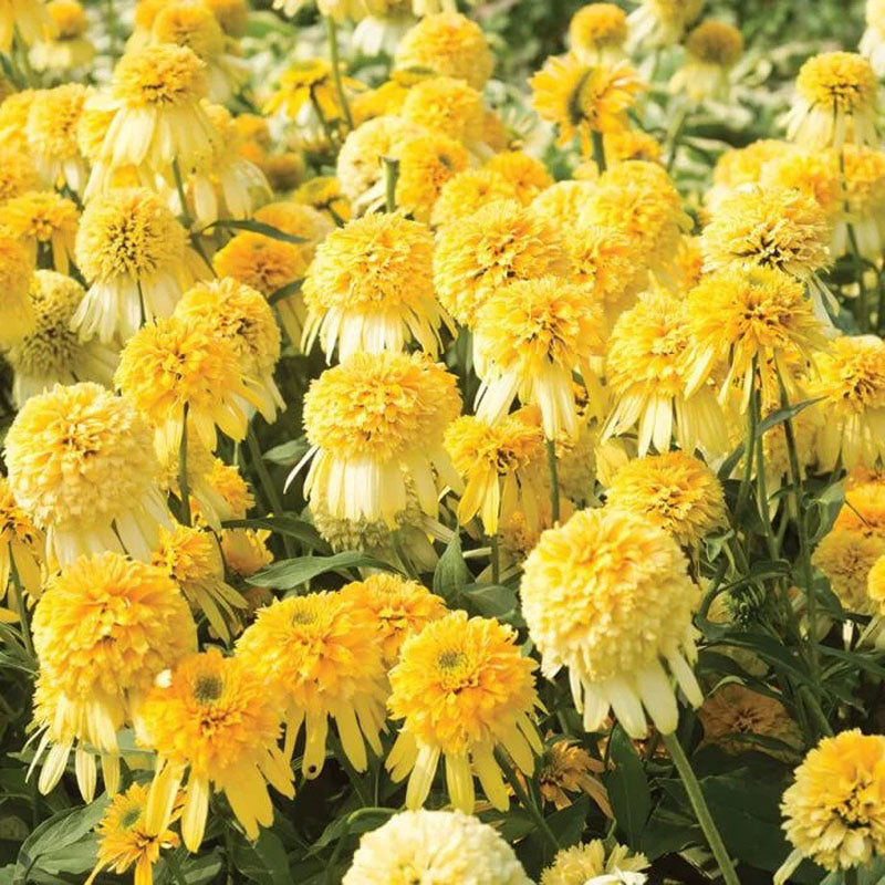 Coneflower Seeds - Double Yellow