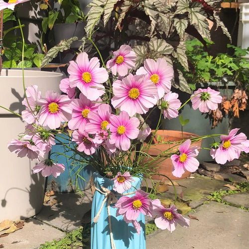 Cosmos Seeds - Watermark Pink