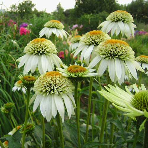 Coneflower Seeds - Double White Green