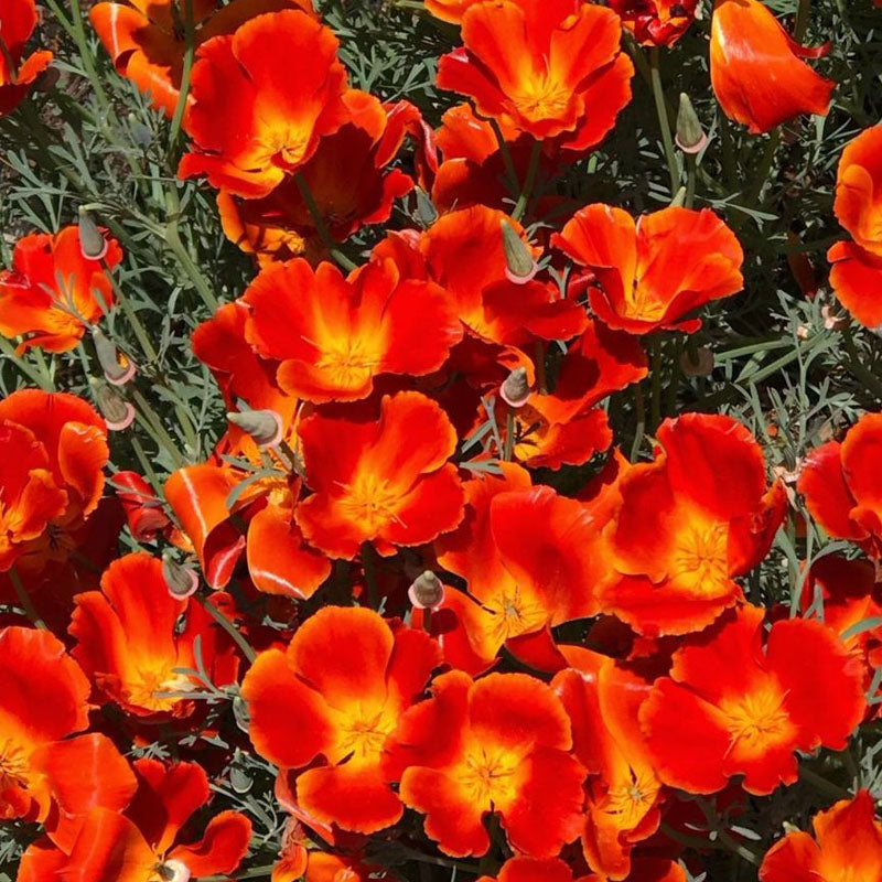 California Poppy Seeds - Flame Red