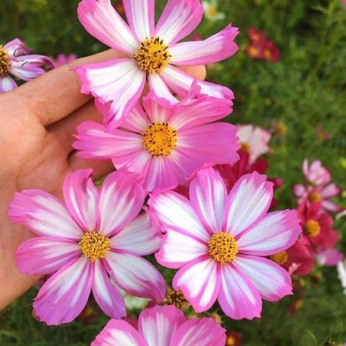 Cosmos Seeds - Pink Picotee