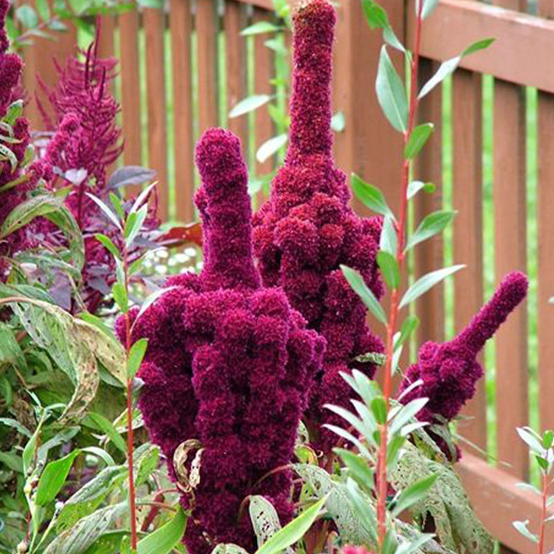 Amaranthus Seeds - Crested Magenta