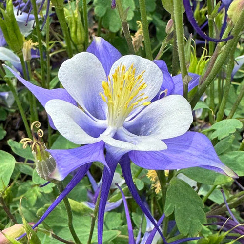 Columbine Seeds - Deep Blue