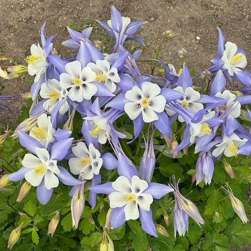 Columbine Seeds - Blue & White
